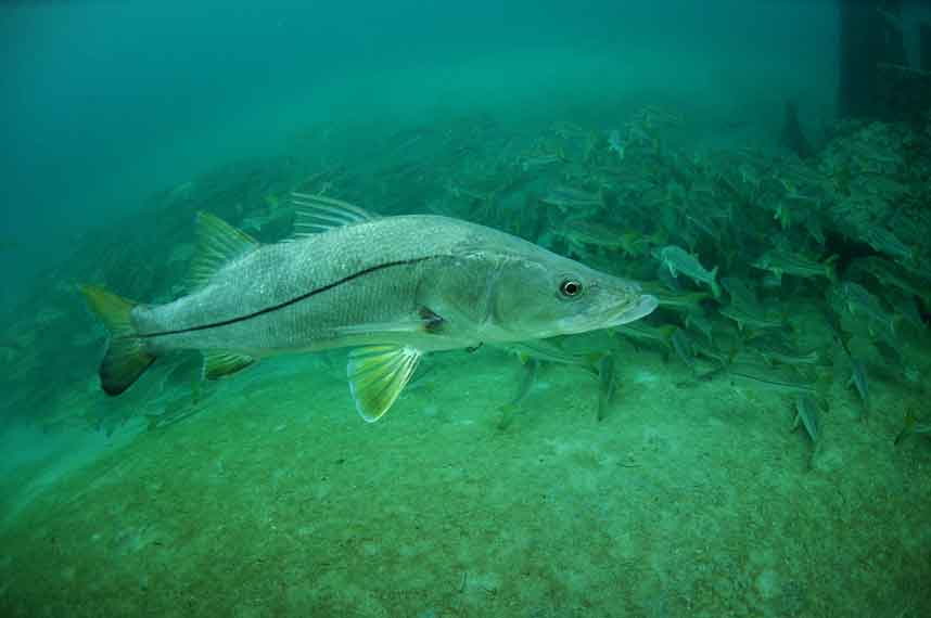 Snook